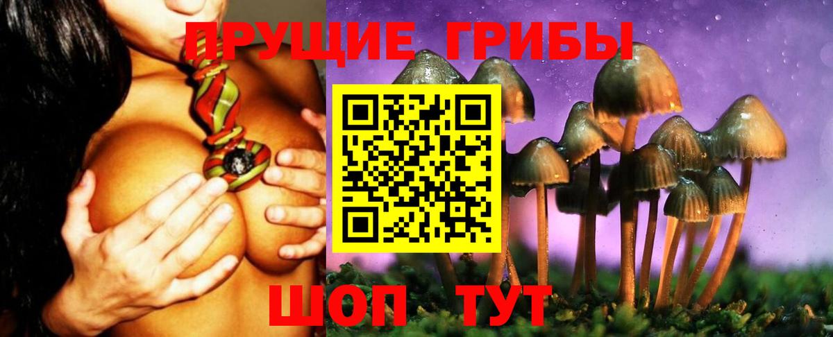 Псилоцибиновые грибы Psilocybe Саяногорск